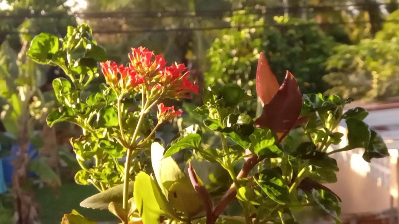 דירות בוקס דל טורו Casa Lumiere מראה חיצוני תמונה